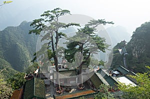 Kiefer Bäume a tempel 