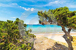 Pine trees in Capo Coda Cavallo shore