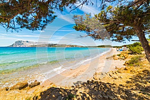 Pine trees in Capo Coda Cavallo shoreline