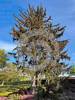 Pine trees in the castle park.