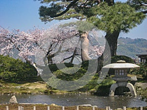 Pine trees and cherry blossoms, Kanazawa, Japan
