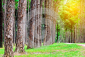 Pine trees in Chiang Mai conservation forest