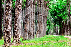 Pine trees in Chiang Mai conservation forest