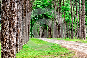 Pine trees in Chiang Mai conservation forest