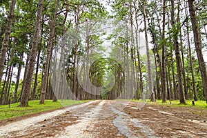 Pine trees in Chiang Mai conservation forest