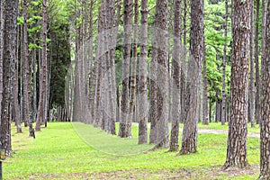 Pine trees in Chiang Mai conservation forest