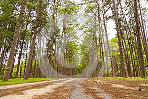 Pine trees in Chiang Mai conservation forest