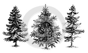 Pine trees / Christmas trees