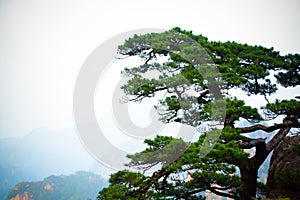 Pine trees on the cliff