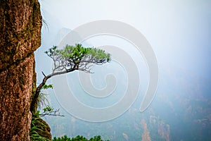 Pine trees on the cliff