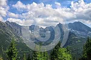 Pine trees closeup and stunning rocky mountain range