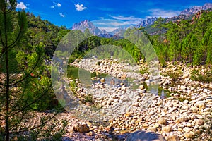 Pine trees in Col de Bavella mountains near Zonza, Corsica island, France, Europe.