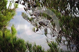 Pine trees with cones against the blue sky. Brown cones on pine or black pine. Beautiful long needles on branch