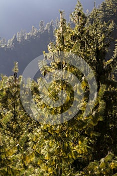 Pine trees with cones in sunny morning. Nepal, Himalaya