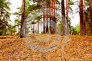 Pine trees in the coniferous forest