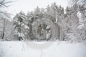 Pine trees coverd first snow in the winter forest.  Pine forest background