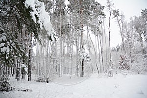 Pine trees coverd snow in the forest. Winter scenery