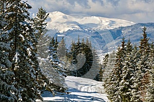 Pine trees covered with fresh fallen snow in winter mountain forest on cold bright day