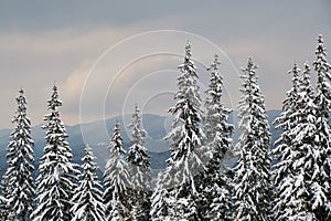 Pine trees covered with fresh fallen snow in winter mountain forest in cold gloomy evening