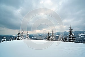 Pine trees covered with fresh fallen snow in winter mountain forest in cold gloomy evening