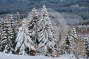 Pine trees covered with fresh fallen snow in winter mountain forest in cold gloomy evening