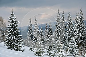 Pine trees covered with fresh fallen snow in winter mountain forest in cold gloomy evening