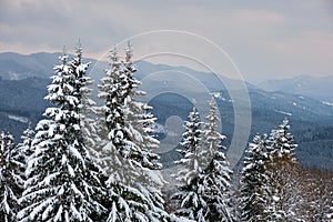 Pine trees covered with fresh fallen snow in winter mountain forest in cold gloomy evening