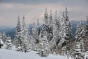 Pine trees covered with fresh fallen snow in winter mountain forest in cold gloomy evening