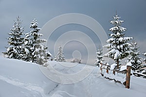 Pine trees covered with fresh fallen snow in winter mountain forest in cold gloomy evening