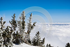 Pine trees covered in frost high on the mountain; sea of white clouds covering the valley in the background, Mount San Antonio (Mt