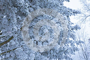 Pine trees covered in frost snow at winter