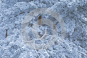 Pine trees covered in frost snow at winter