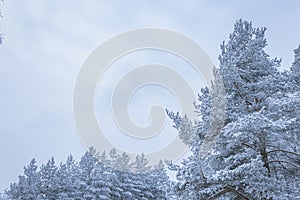 Pine trees covered in frost snow at winter