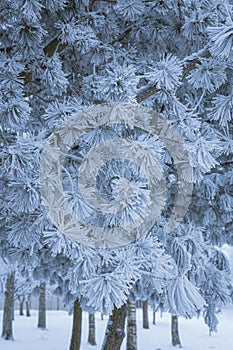 Pine trees covered in frost snow at winter