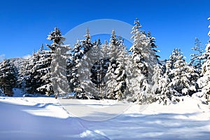 Pine trees covered by heavy snow
