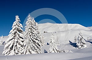 Pine trees covered by heavy snow