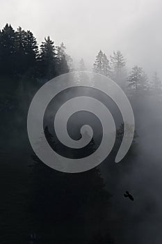 Pine trees covered in mist, black and white, whispy clouds