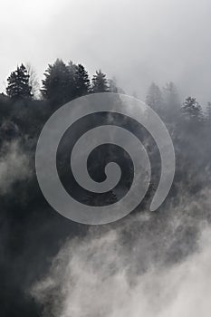 Pine trees covered in mist, black and white, whispy clouds