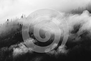 Pine trees covered in mist, black and white, whispy clouds