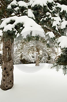 Pine trees covered in snow