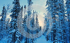 Pine trees covered by snow