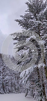 Pine trees covered in snow