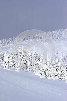 Pine trees covered with snow