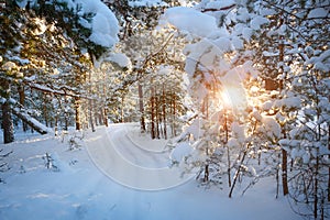 Pine trees covered with snow