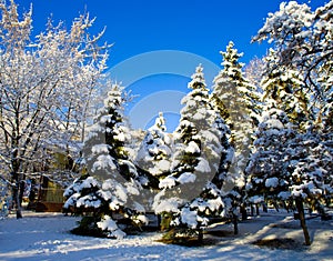 Pino alberi coperto la neve 