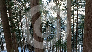 Pine trees covered with snow on frosty day at beautiful winter of Japan