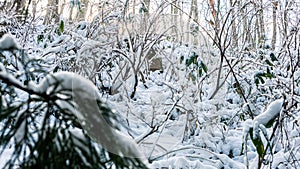 Pine trees covered with snow on frosty day at beautiful winter of Japan