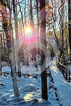 Pine trees covered with snow on a frosty day. Beautiful winter panorama. The sun in the forest in winter.
