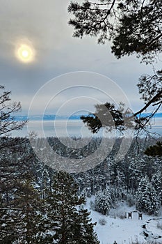 Pine trees covered with snow on a frosty day. Beautiful winter panorama. The sun in the forest in winter.