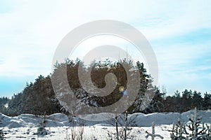 Pine trees covered with snow on frosty evening. Beautiful winter forest landscape at snowfall